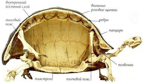 строение скелета черепахи