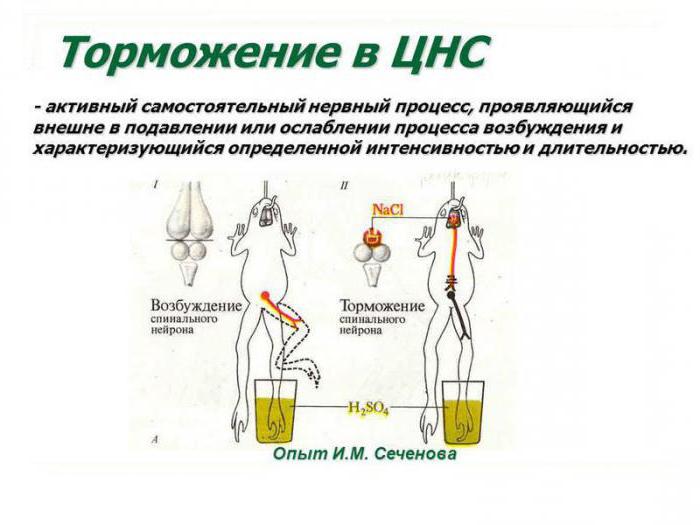 виды торможения в цнс