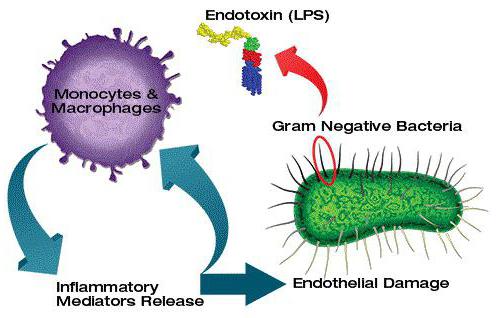 экзотоксины и эндотоксины
