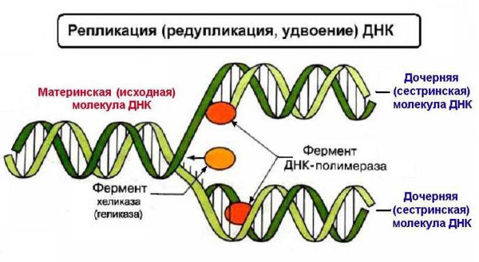 мономеры днк нуклеотиды