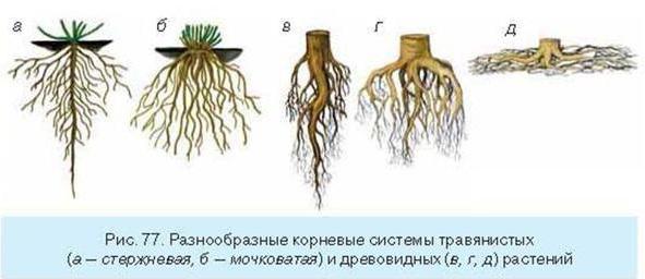 первичное строение корня двудольного растения