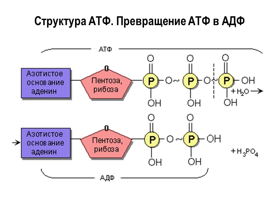 Структура АТФ