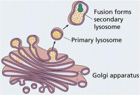 что такое лизосомы в биологии