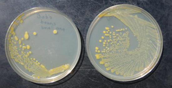 культуральные и биохимические свойства бактерий