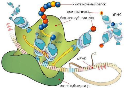 биосинтез белка в клетке и какова роль