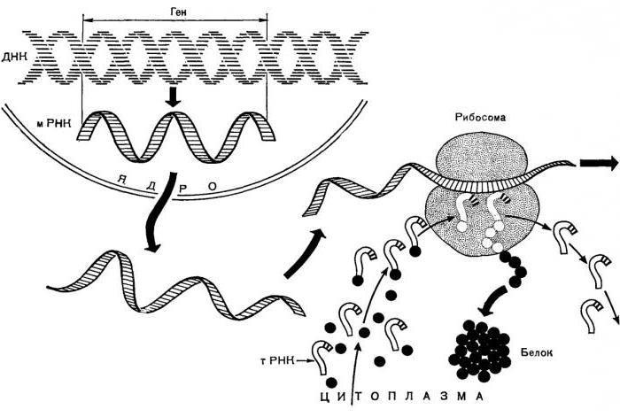 какова роль цитоплазмы в биосинтезе белка