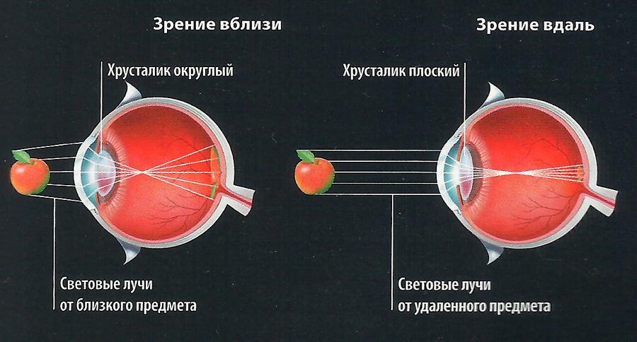 Механизм аккомодации глаза