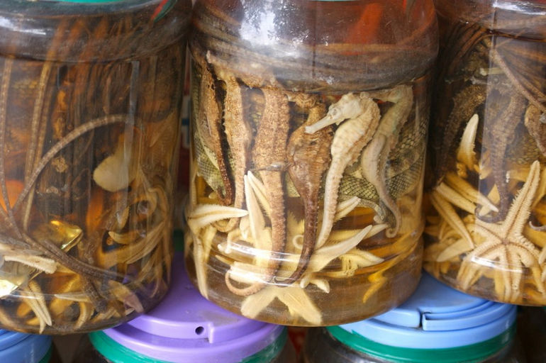 Китайская и вьетнамская настойка со змеей: полезные свойства, как употреблять