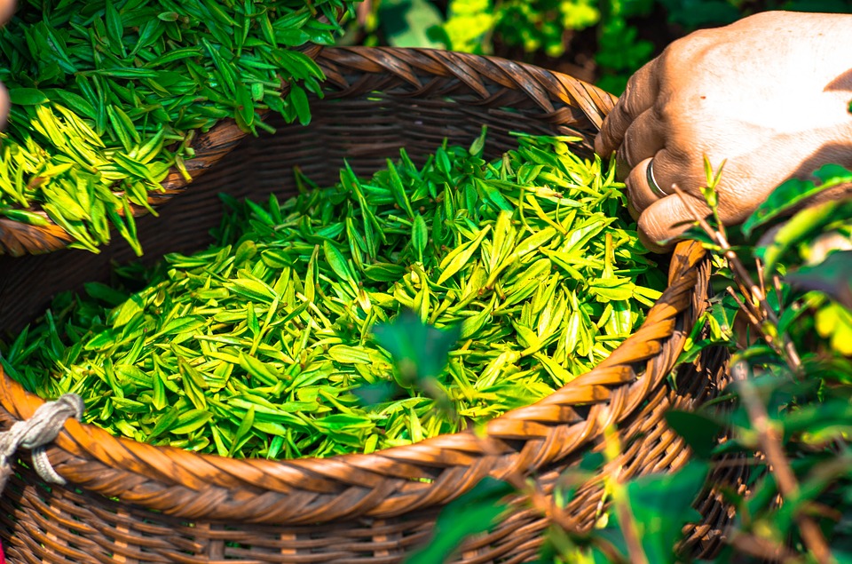 польза чая из листьев