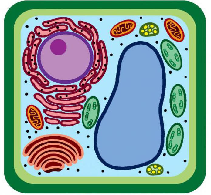 различия растительной и бактериальной клетки