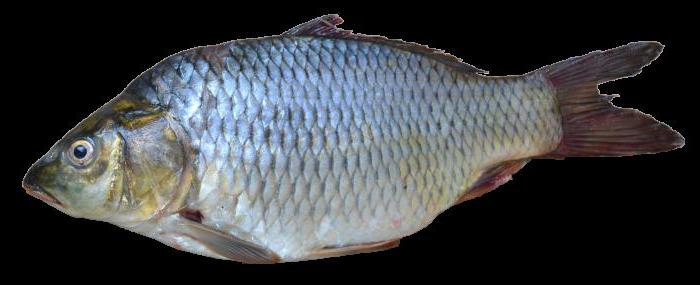 классификация рыб по местам обитания