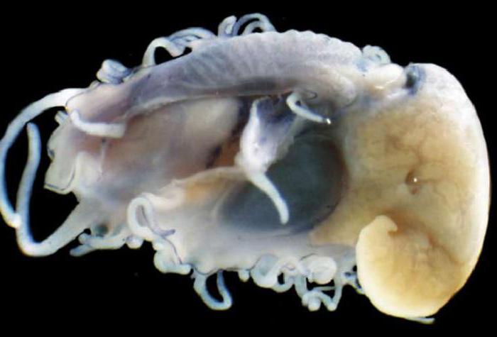 что такое пищеварительная железа у моллюсков