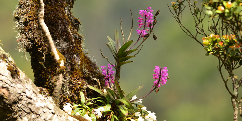 орхидеи на пне