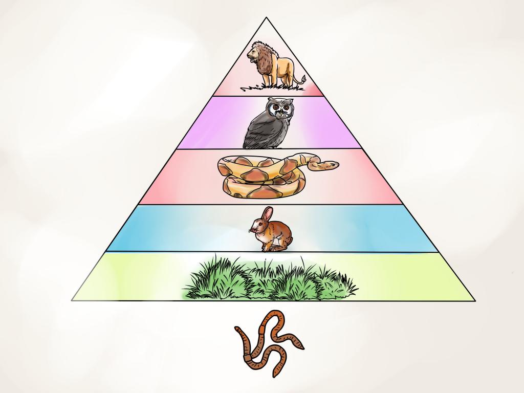 простая трофическая пирамида