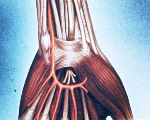 длинная ладонная мышца человека