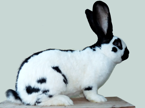 кролик с шерсть различной окраски