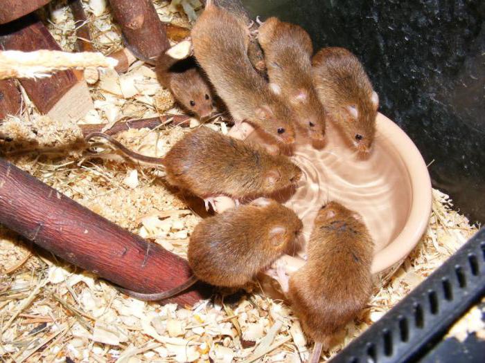 мышь малютка самый маленький грызун в лесу