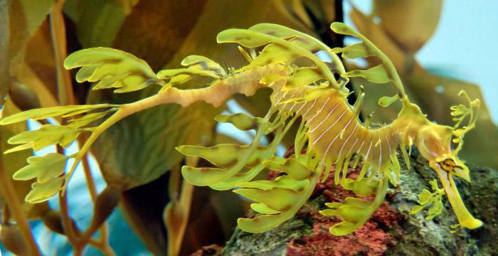 лиственный морской дракон