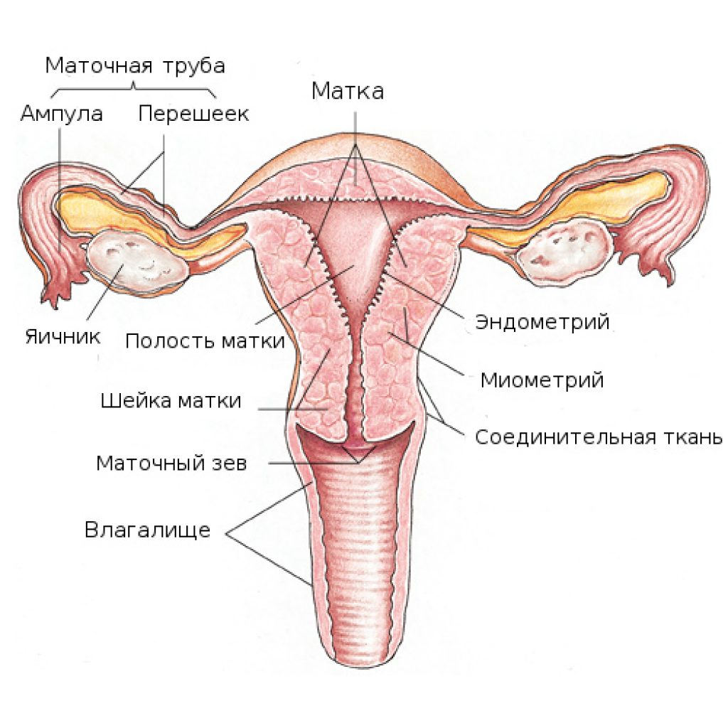 Репродуктивная система женщины