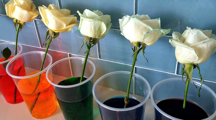 процесс окраски роз