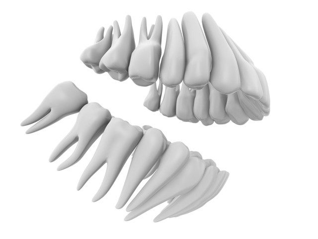 анатомия нижней челюсти человека