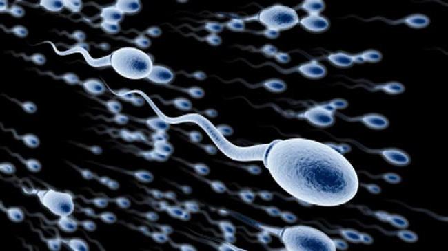 размер сперматозоида