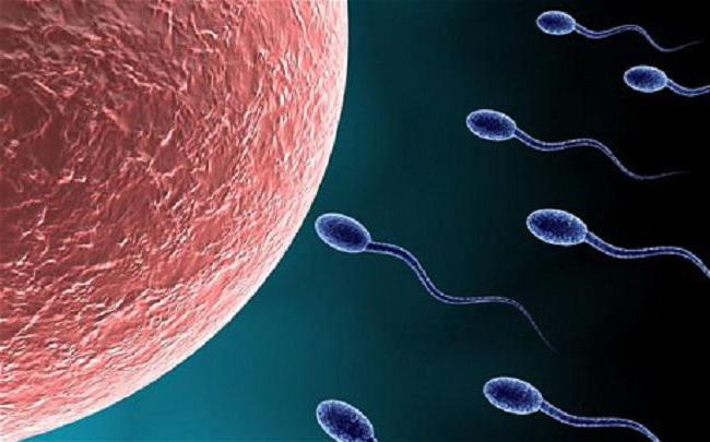 размер яйцеклетки и сперматозоида