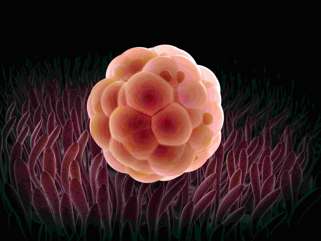 Имплантация оплодотворенной яйцеклетки в матке