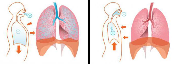 дыхательная экскурсия грудной клетки