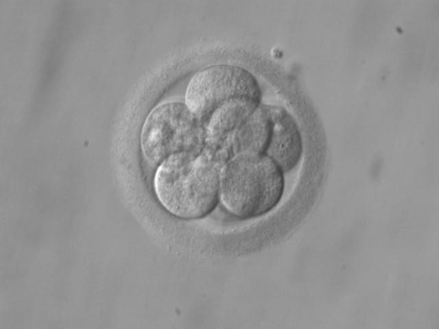 культивирование эмбрионов in vitro