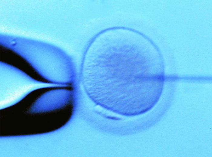 длительное культивирование эмбрионов