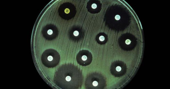 анализ на микрофлору и чувствительность к антибиотикам