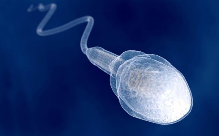 мейоз сперматогенез
