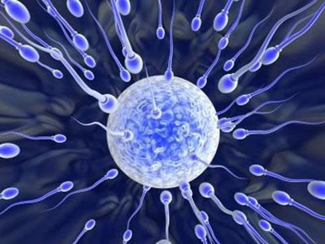 где образуются сперматозоиды почему они периодически обновляются