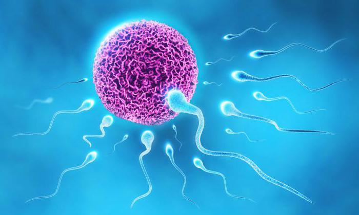 образование сперматозоидов происходит