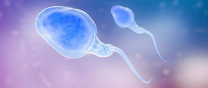 процесс образования сперматозоидов