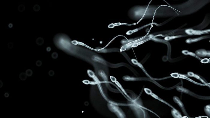 место образования сперматозоидов