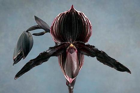 черная орхидея цветок цена