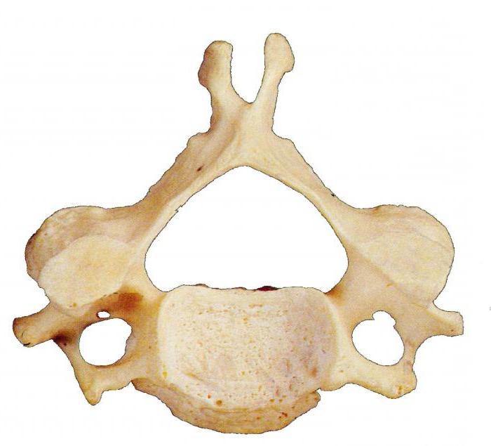первый позвонок шейного отдела атлант