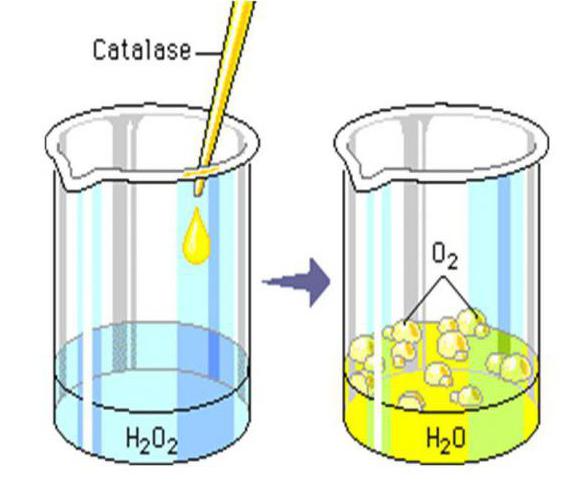 реакция разложения пероксида водорода