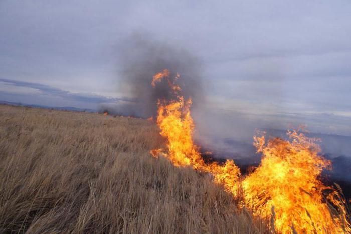 лесные пожары в забайкальском крае