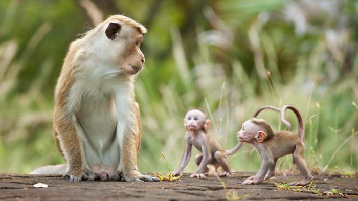иерархия у обезьян типы социальной организации