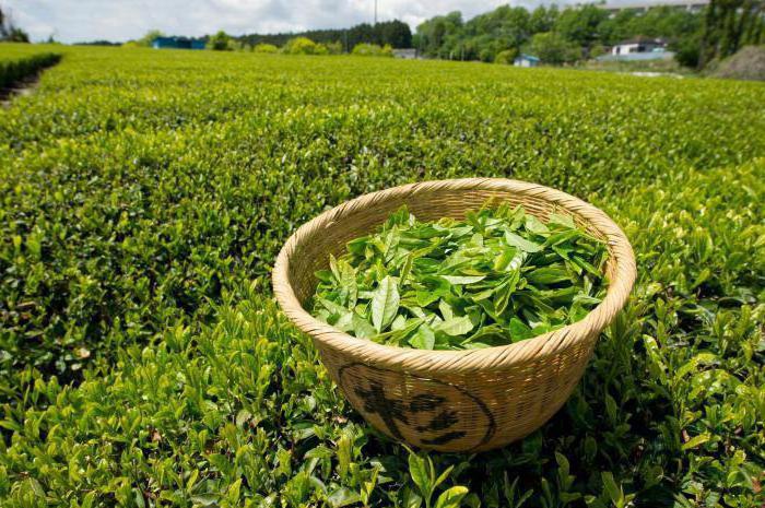 зеленый чай польза и вред для женщины