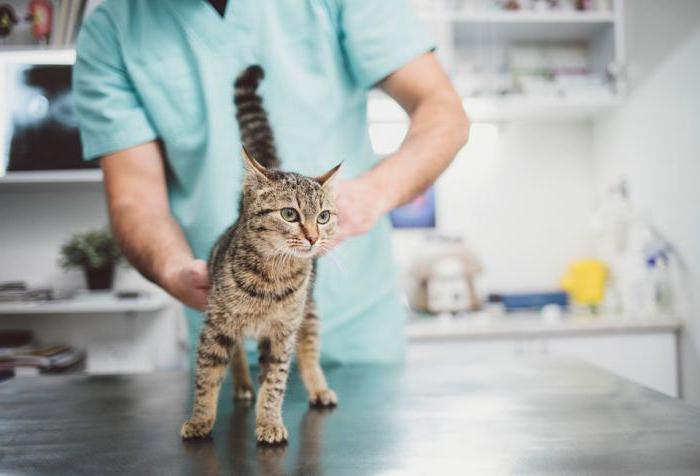 корм для стерилизованных кошек отзывы ветеринаров