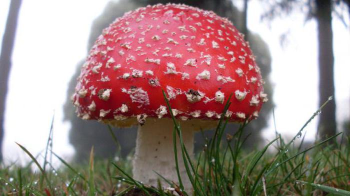 грибы занесенные в красную книгу россии