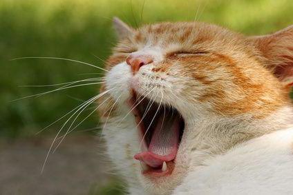 язвенный стоматит у кошек лечение 