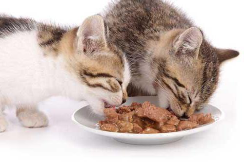 лечебный корм для кошек при заболевании печени