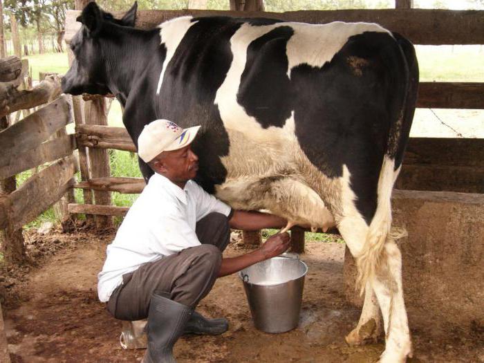 как доить коров