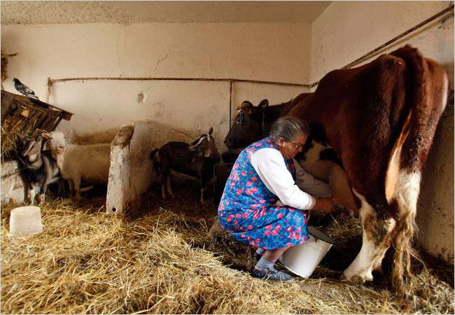 как доить корову руками