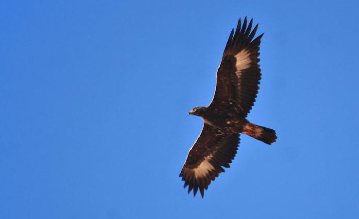 самый большой орел в мире размах крыльев